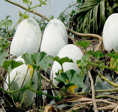 Ash Gourd